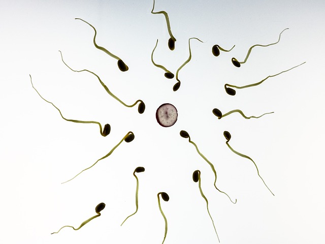 Tú sexóloga online - La vida del esperma