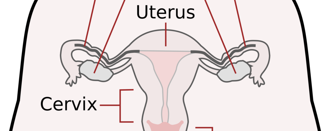 cómo estimular bien un clítoris - sexologos online